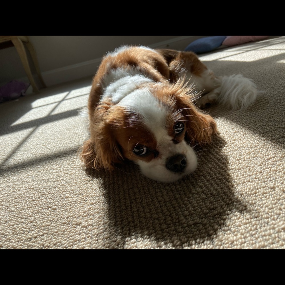 Meet your Posher, Olivia